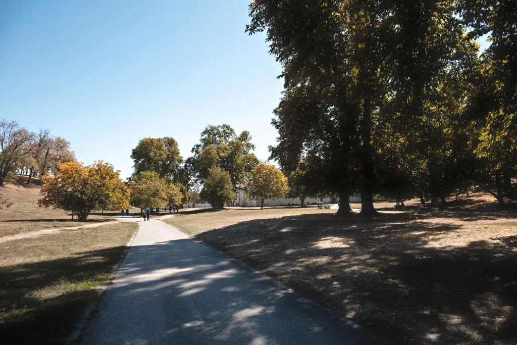 Asfaltna staza kroz park manastira Krušedol, između velikih stabala u jesen